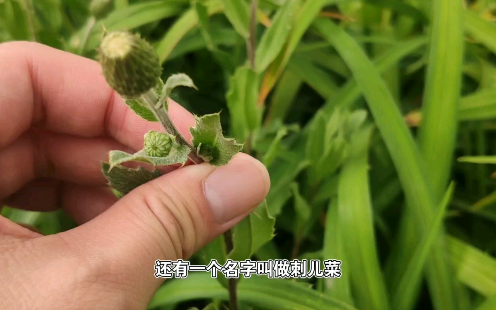 野外植物考:小蓟哔哩哔哩bilibili