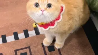万万没想到！最后结尾竟然让我和我家猫吓到了······