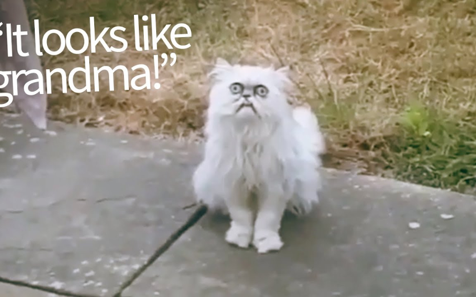 这只猫的表情特别像愤怒的老婆婆!已火遍外网哈哈哈哈@油兔不二字幕组