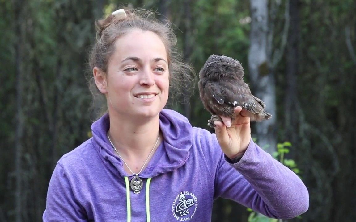 鬼鸮的雏鸟居然是这个颜色!