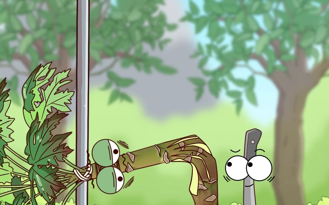 木瓜树"弯腰"后结的果子更多了?