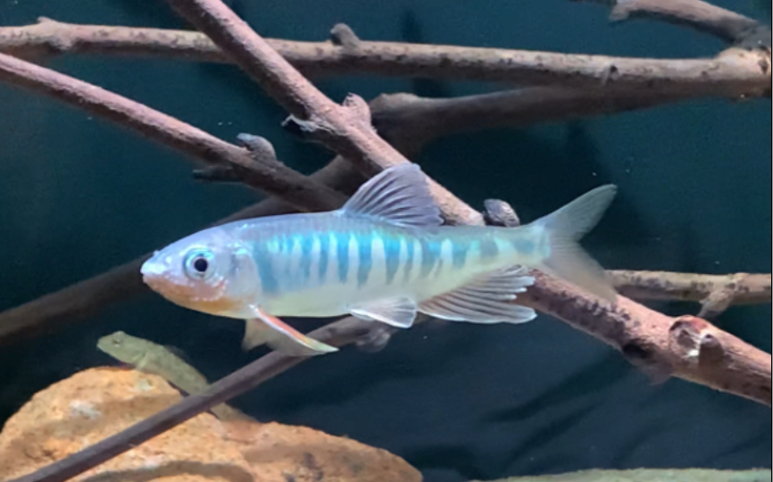 半年时间,从6厘米养到12厘米,从白板养到发色.长鳍鱲