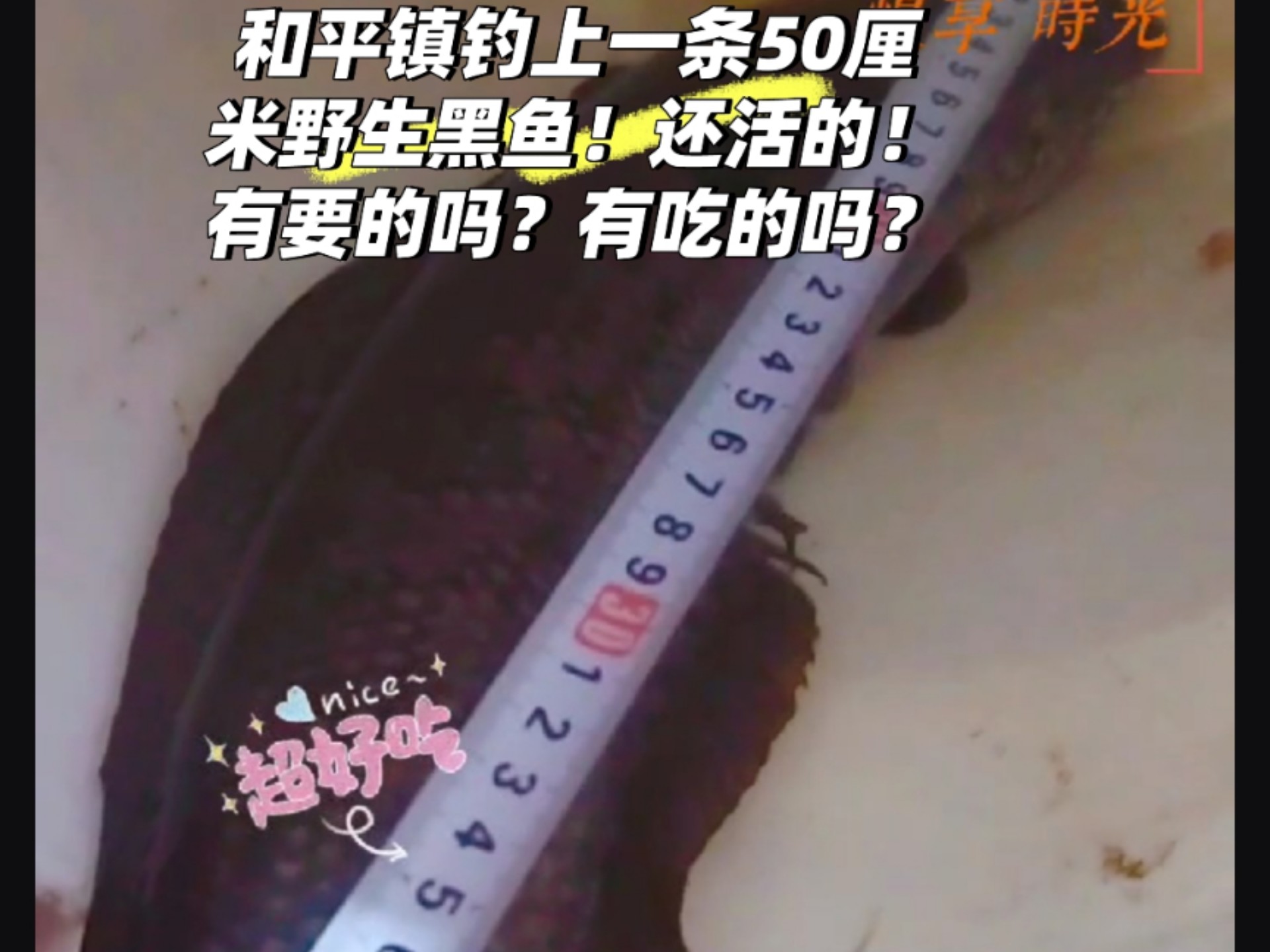 和平镇钓上一条50厘米野生黑鱼!还活的!有要的吗?有吃的吗?