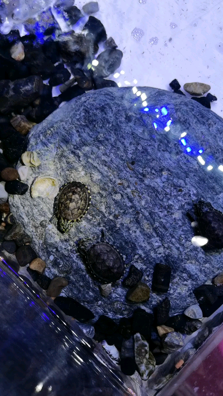 墨西哥虎纹泥龟,这头纹还行吧?_哔哩哔哩_bilibili