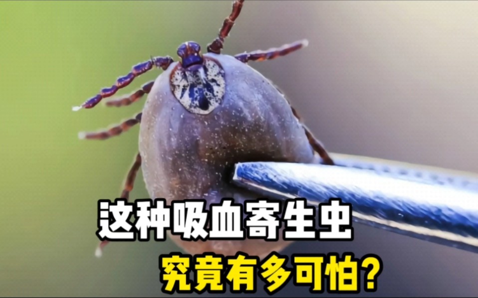 这种吸血寄生虫太可怕了,你认识吗?