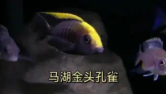 三湖慈鲷柠檬白子孔雀少见品种 哔哩哔哩 Bilibili