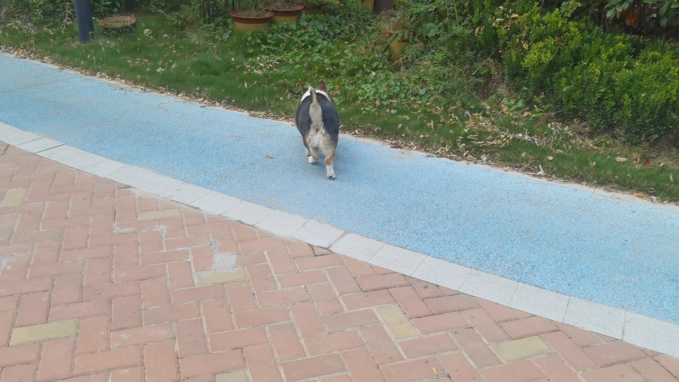 打打闹闹的狗子