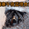 柬埔寨午夜蓝捕鸟蛛喂食日常