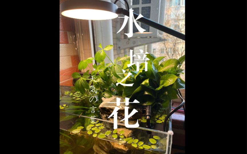 介绍一下我养的水培植物【绿萝,七叶莲,兔儿萍,绿九冠】哔哩哔哩bilibili