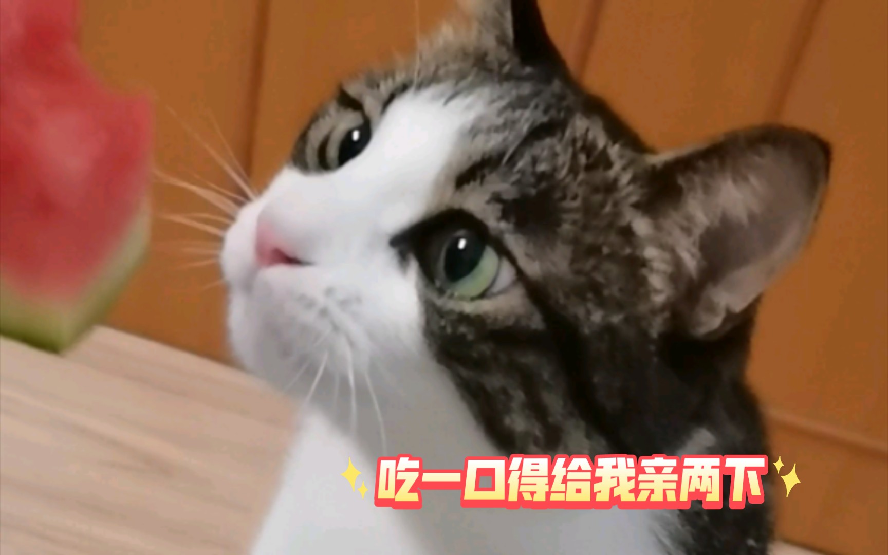 漂亮小猫咪吃西瓜哔哩哔哩bilibili