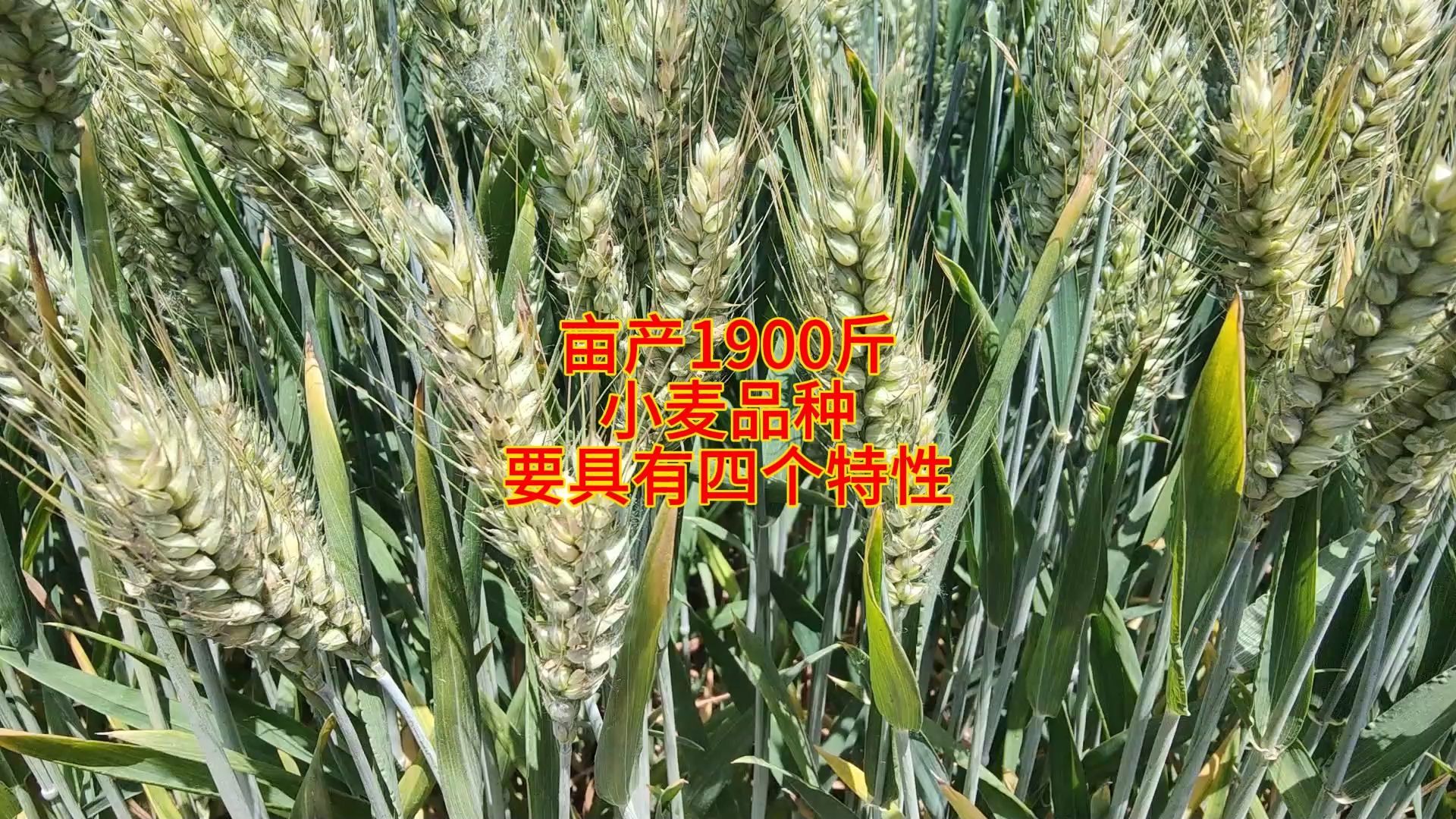 亩产达到1900斤,小麦品种,要具备这四点
