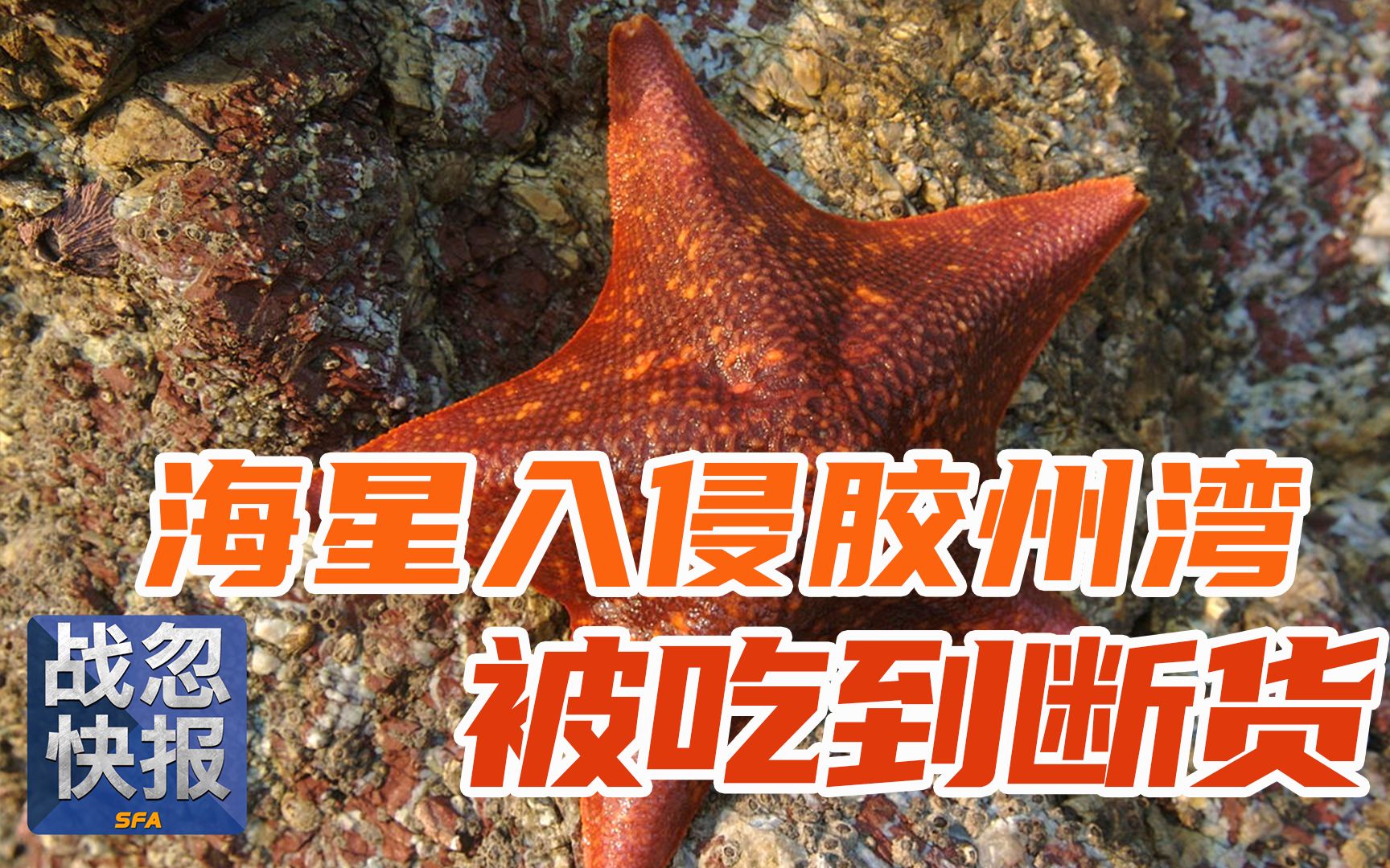 胶州湾海星成灾,却被吃到供不应求?哔哩哔哩bilibili