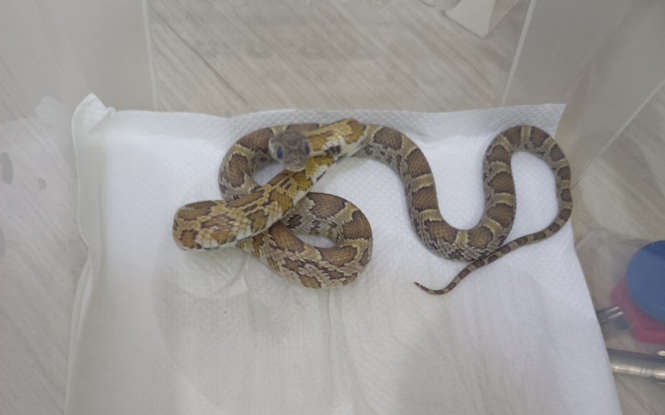 【玉米蛇】蝉花要准备蜕皮了!