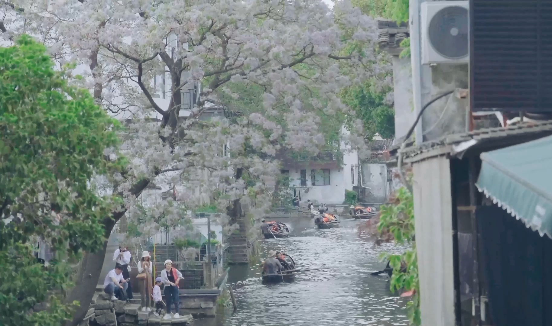 春末夏初,当然要来绍兴看看这株苦楝花啊