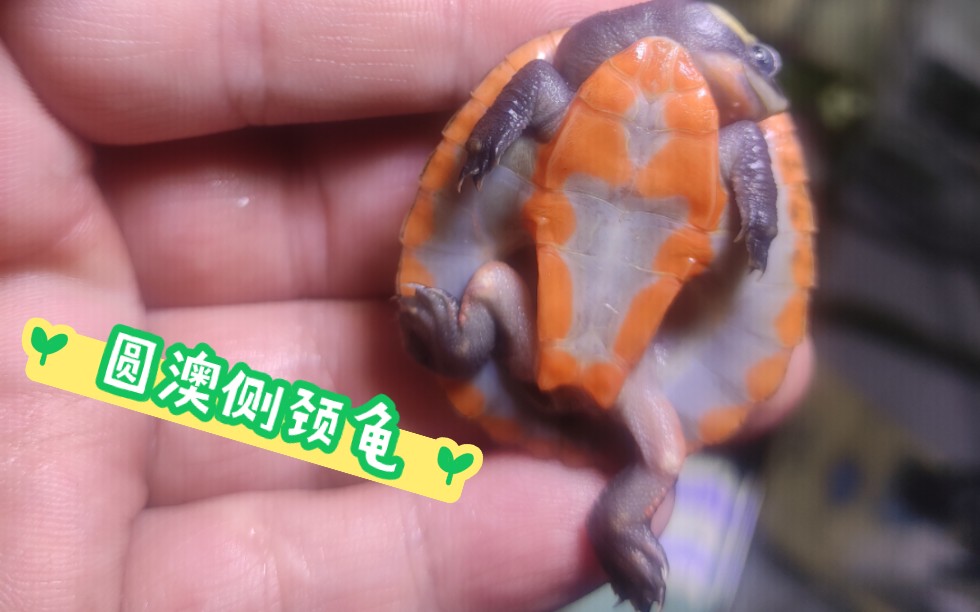 颜值在线 胆小可爱的圆澳侧颈龟