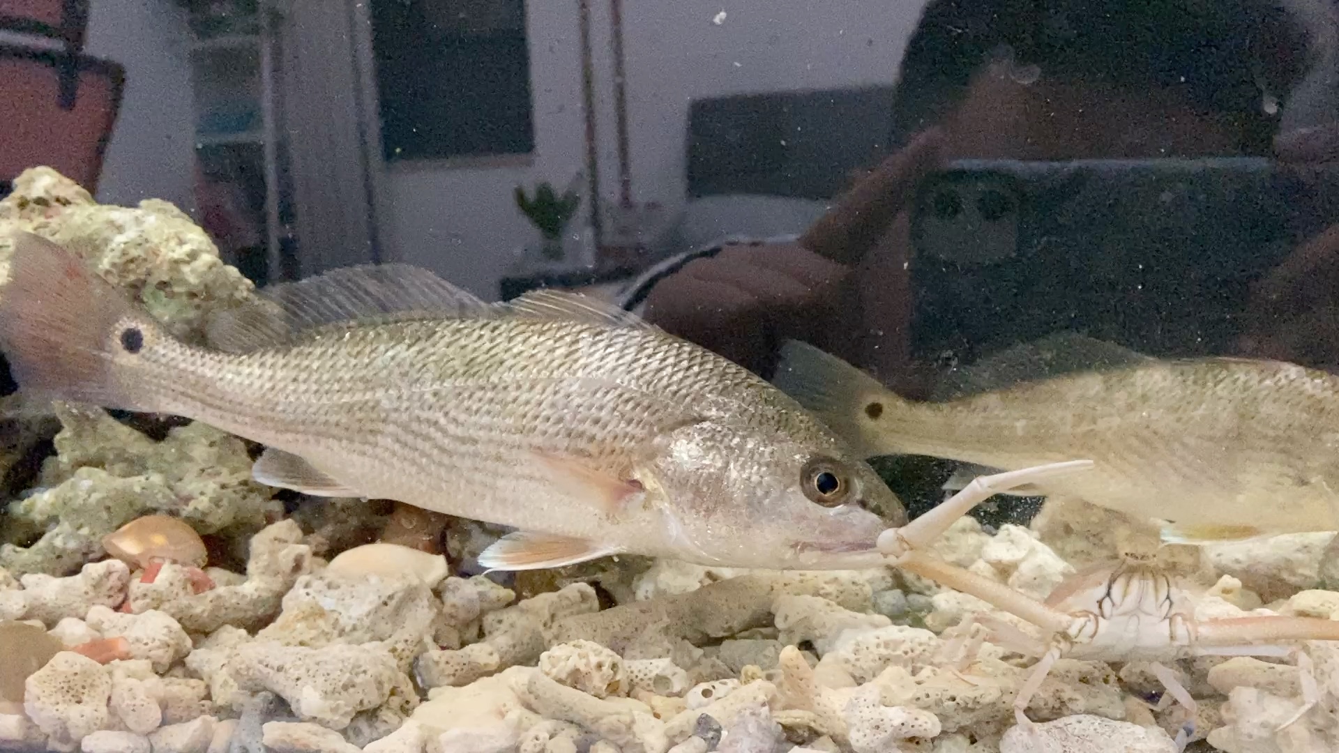 【鱼】美国红鱼 sciaenops ocellatus(红鼓)