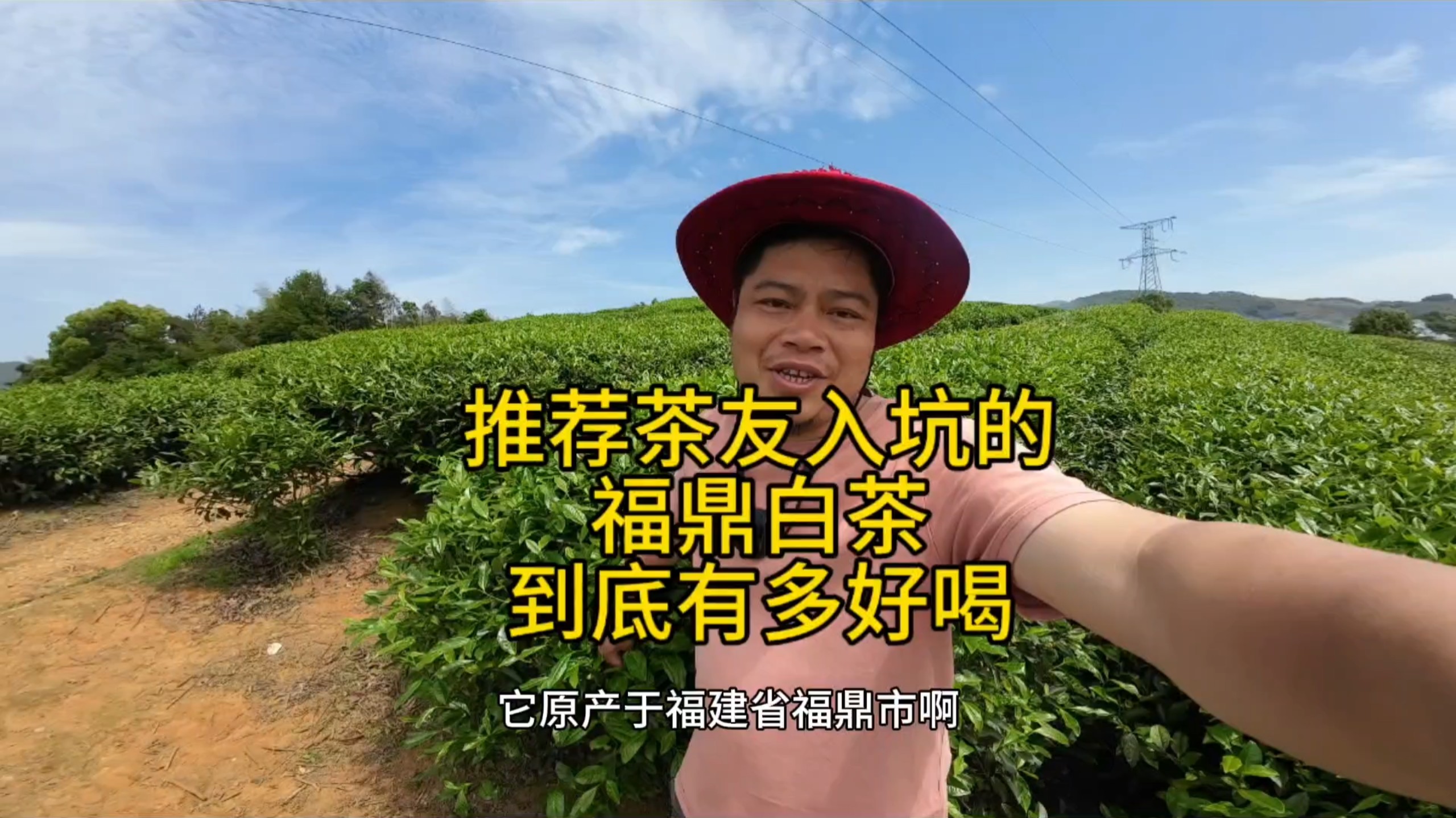 2008年的福鼎白茶