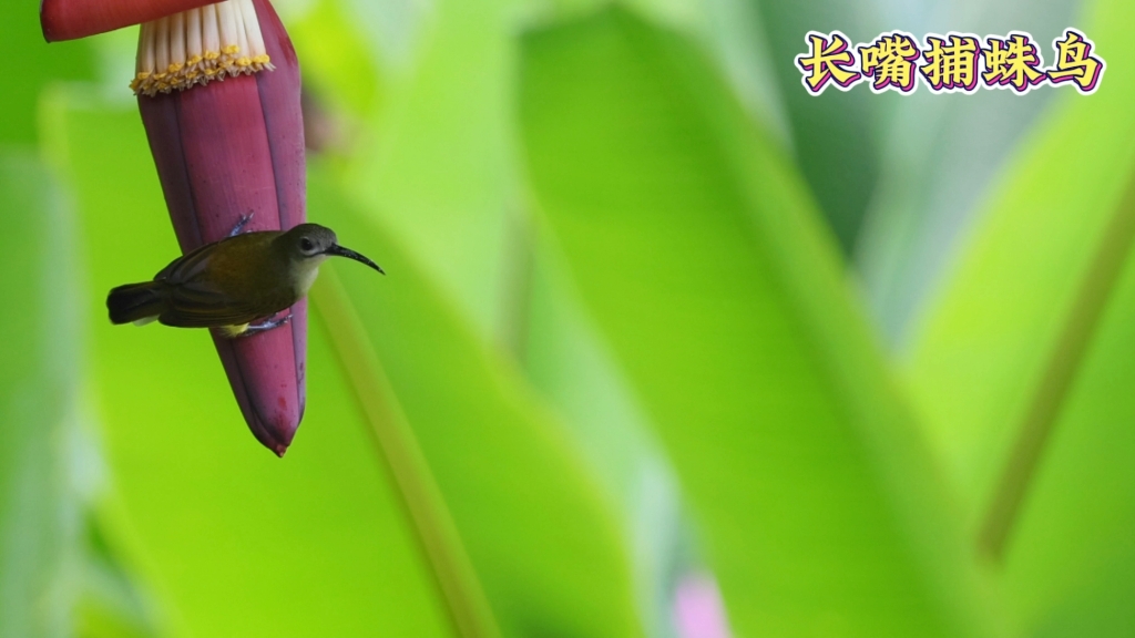 长嘴捕蛛鸟吸蜜