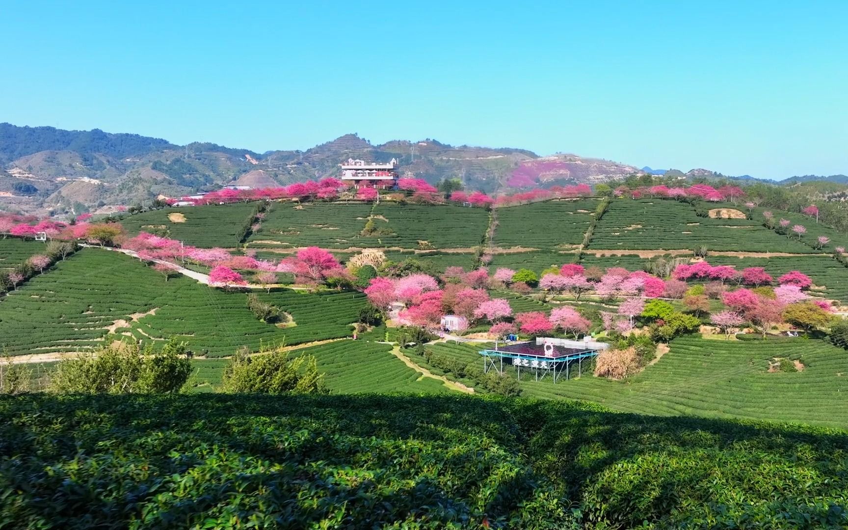 福建漳平,茶园万亩樱花红