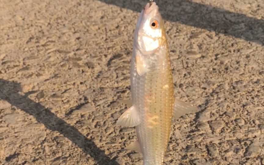 江门水道路亚红眼,鱼有点小,不过比打龟