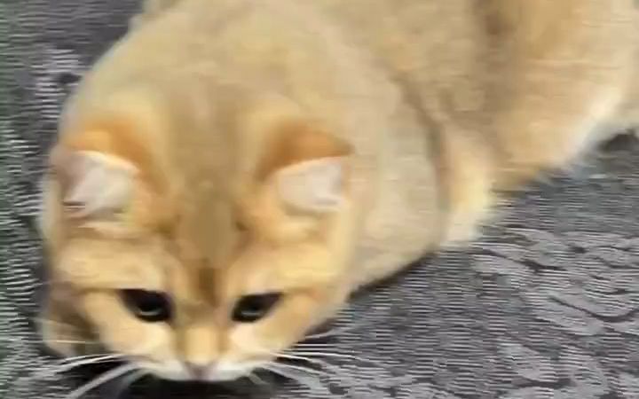 金豆豆小奶猫时期头像合集哔哩哔哩bilibili