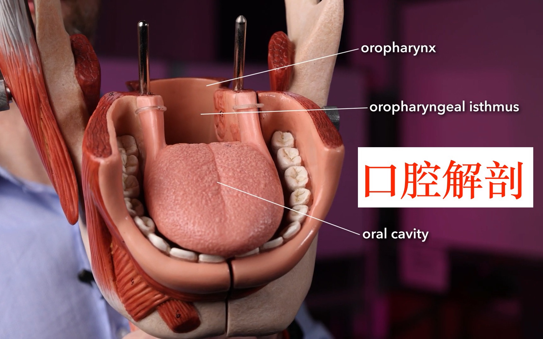 [图]【解剖】口腔 （Oral cavity anatomy）