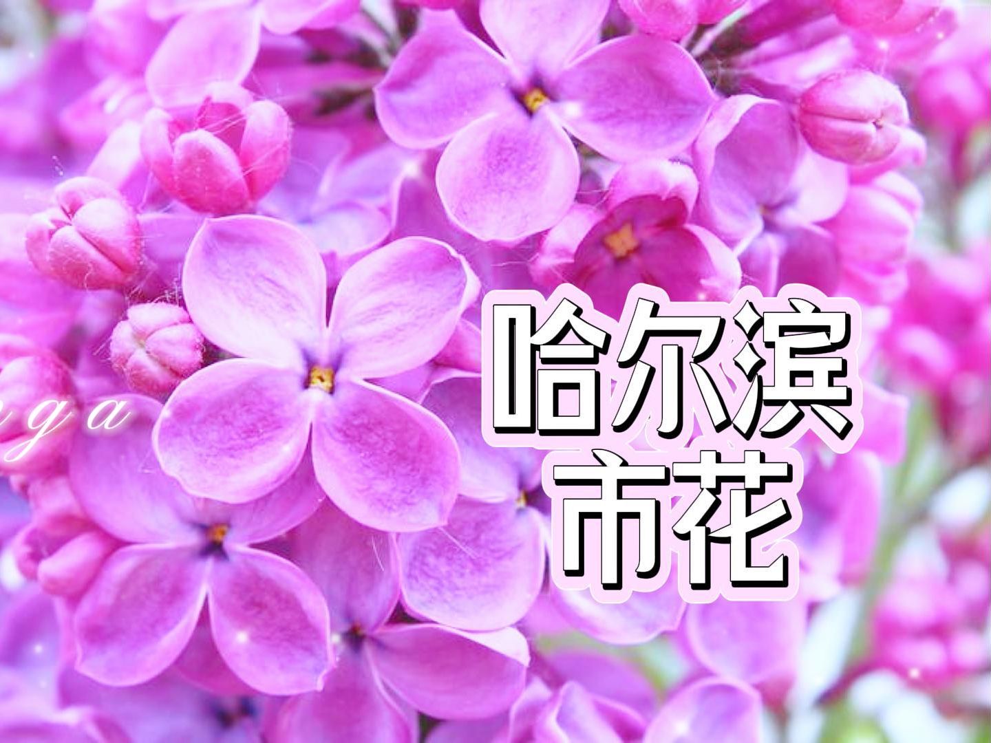 【哈尔滨市】市花:冰雪世界中的香气是丁香花哔哩哔哩bilibili