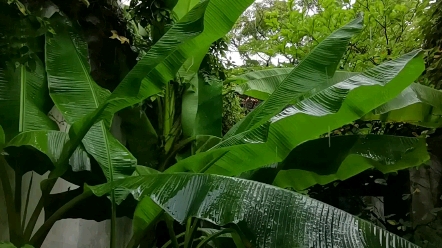 [图]雨打芭蕉闲听雨，苏州留园