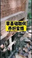 Video herunterladen: 零基础如何养好蜜蜂，这个视频为你解答