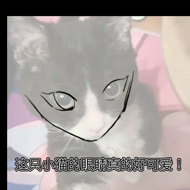 小猫画脸法注意查收!!哔哩哔哩bilibili