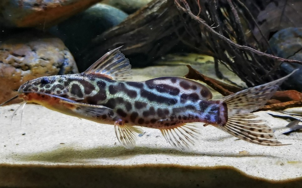 大尾歧须鮠(Synodontis caudalis )哔哩哔哩bilibili