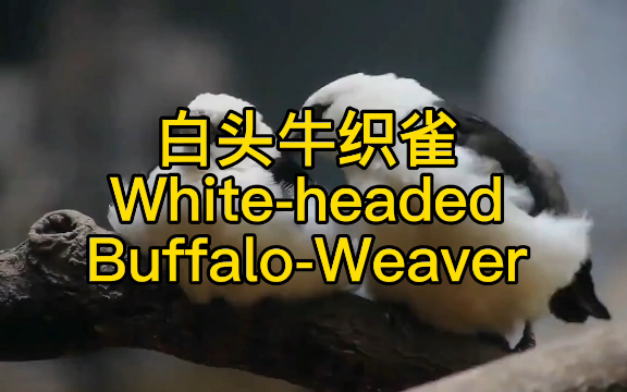 [图]白头牛织雀 White-headed Buffalo-Weaver