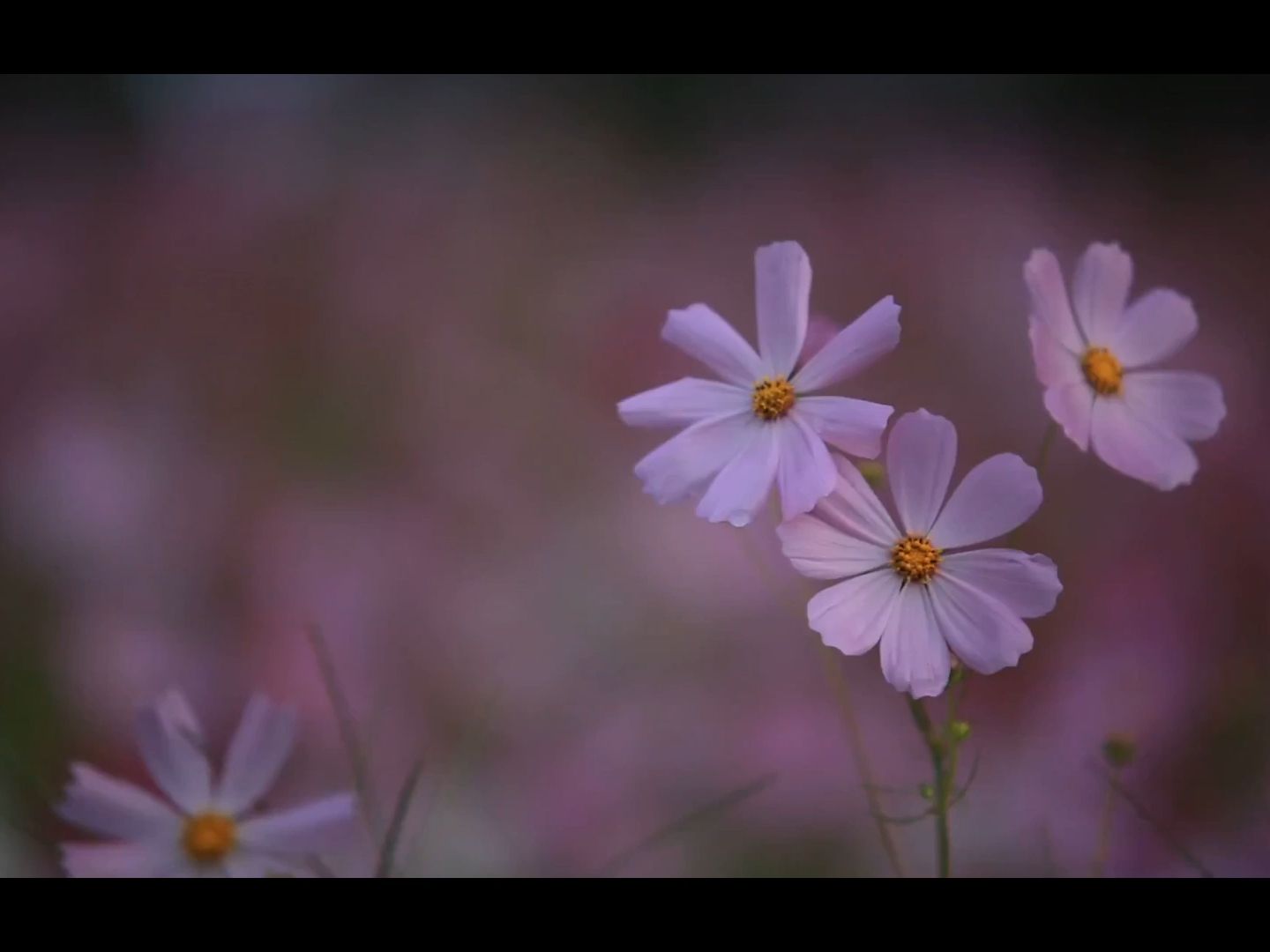 黑暗精灵|sana高能日漫合集
