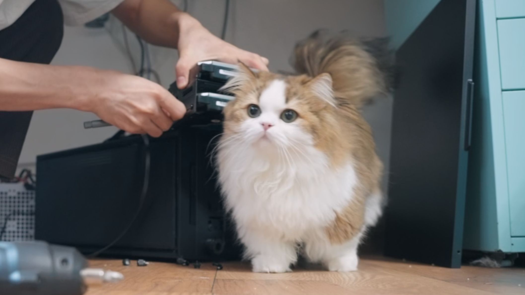 当你在修电脑时你的猫.....