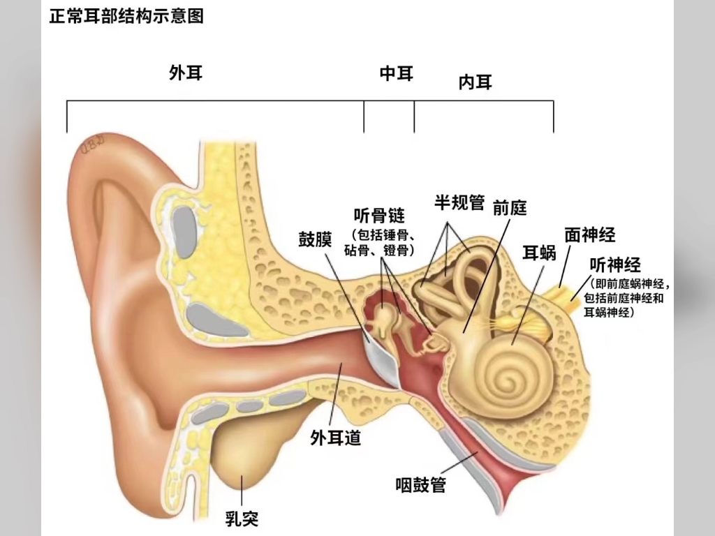 正常人的耳朵内部图片图片