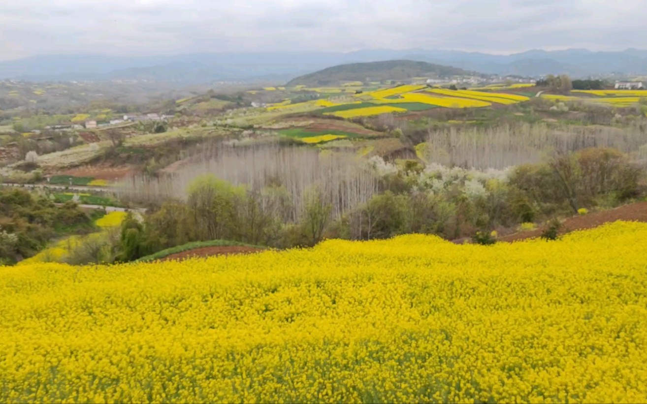 通州梨园油菜花田图片