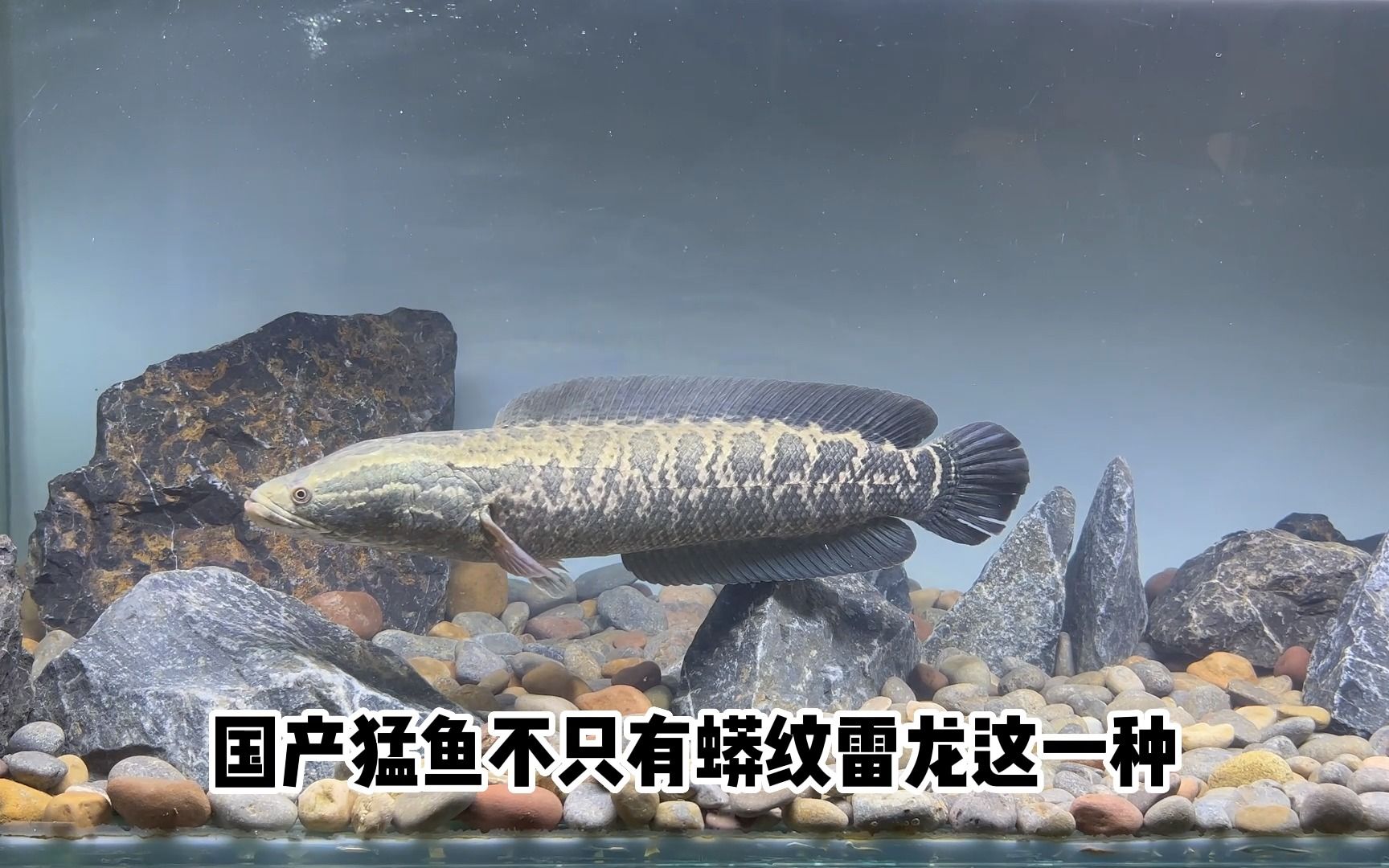 国产猛鱼蟒纹雷龙换1.5米大缸,入缸那一刻,太霸气了!