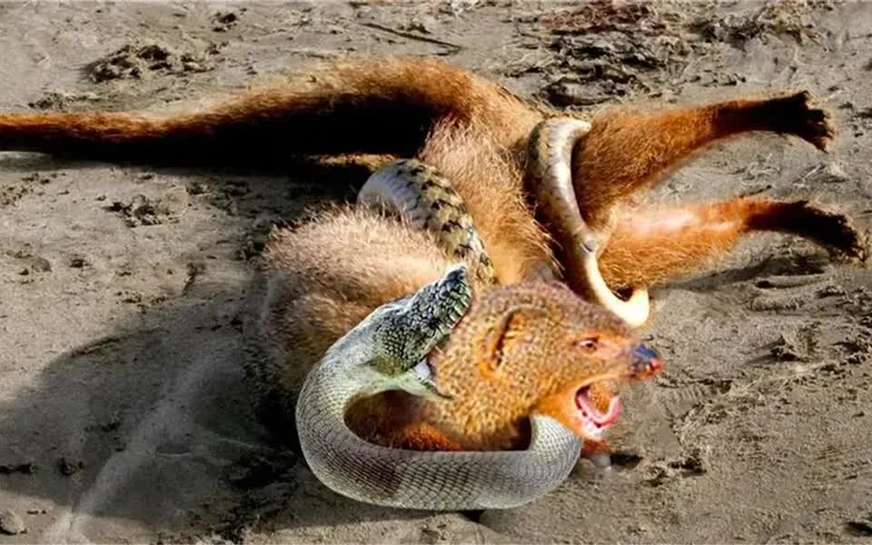 野生动物世界,蟒蛇捕猎的精彩场景,非常激烈,为了生死而战.