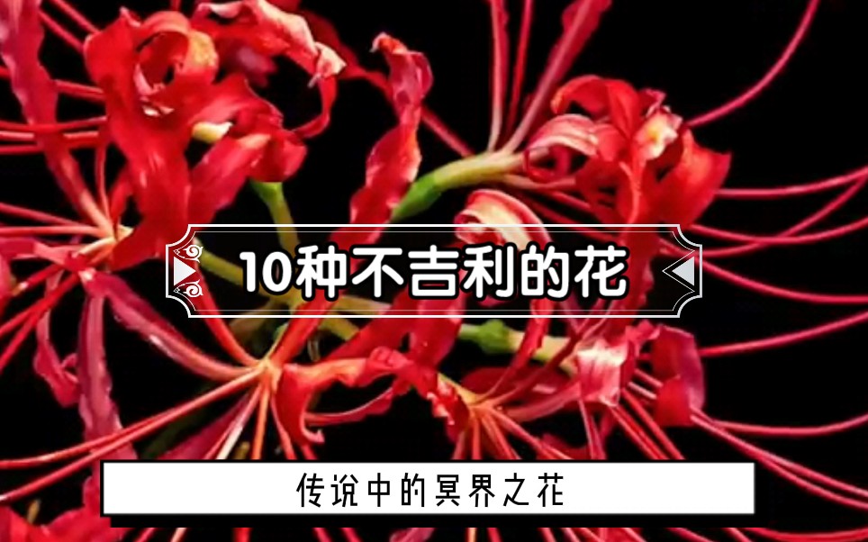 10种不吉利的花!看看家里是不是摆着吧?!哔哩哔哩bilibili