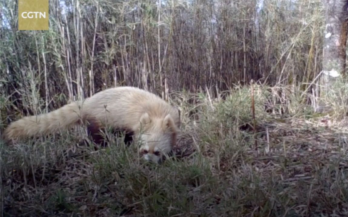 中国首例白化小熊猫,这是出生时妈妈没墨了吗?【资讯】【英字】