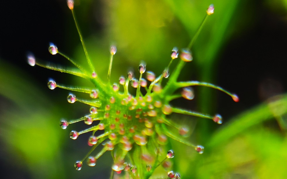 光萼球根茅膏菜开花瞬间_哔哩哔哩 (゜-゜)つロ 干杯~-bilibili