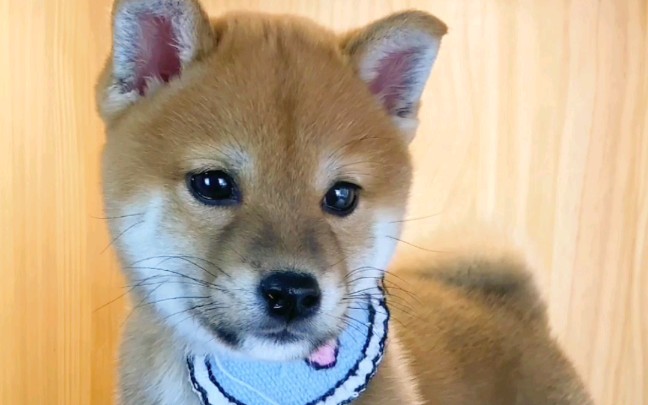 肥柴诱惑~忍不住想rua一把!