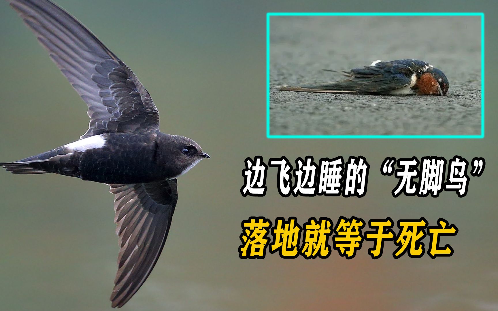 边飞边睡的"无脚鸟",落地就等于死亡,那它们是如何繁衍后代的