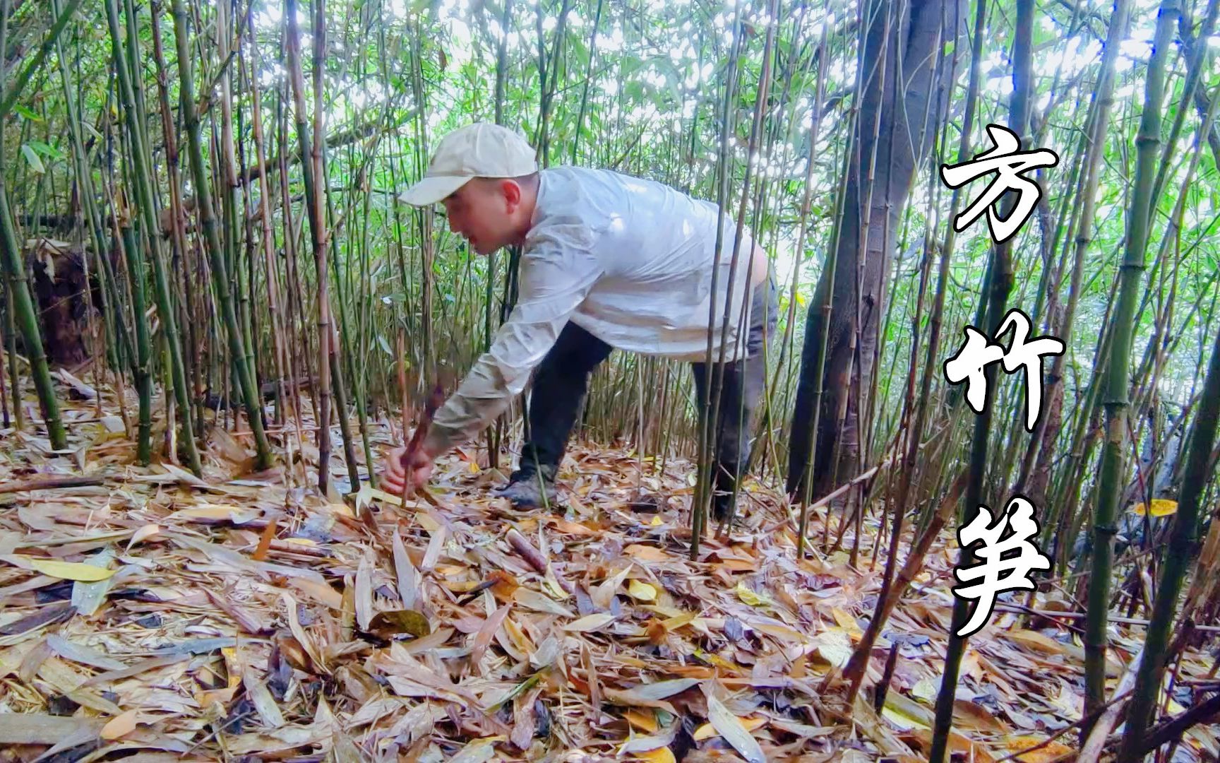 大山深处的方竹笋疯狂生长,掰一些回来炖腊排骨,香甜爽口哔哩哔哩bilibili