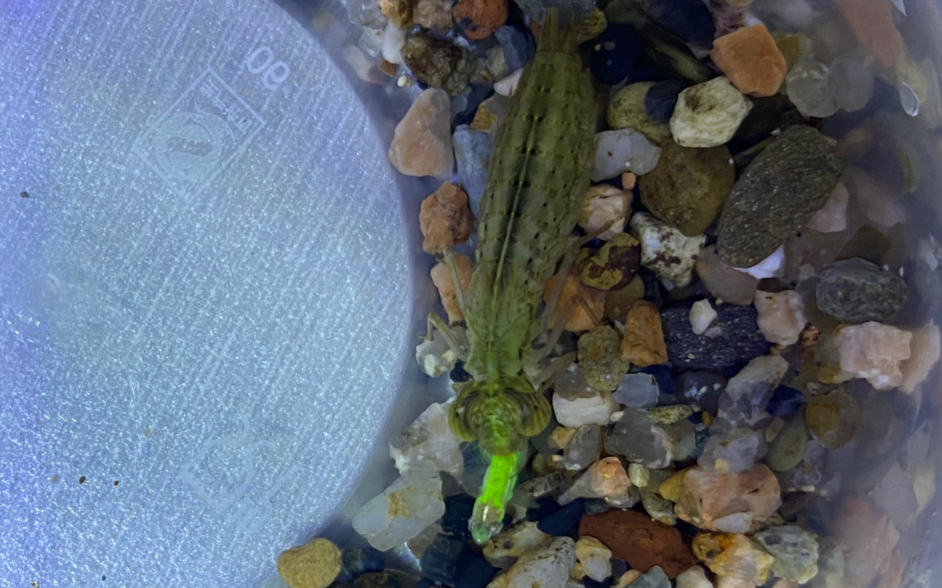 碧翠蜓稚虫捕食斑马鱼