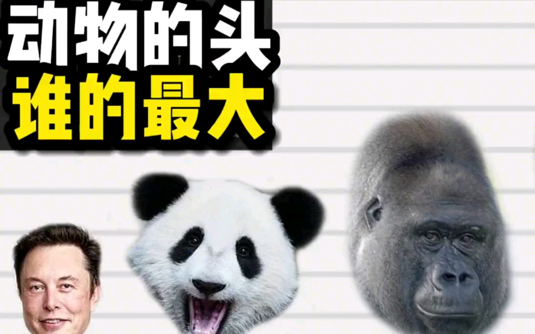动物的头,到底谁的头会最大呢