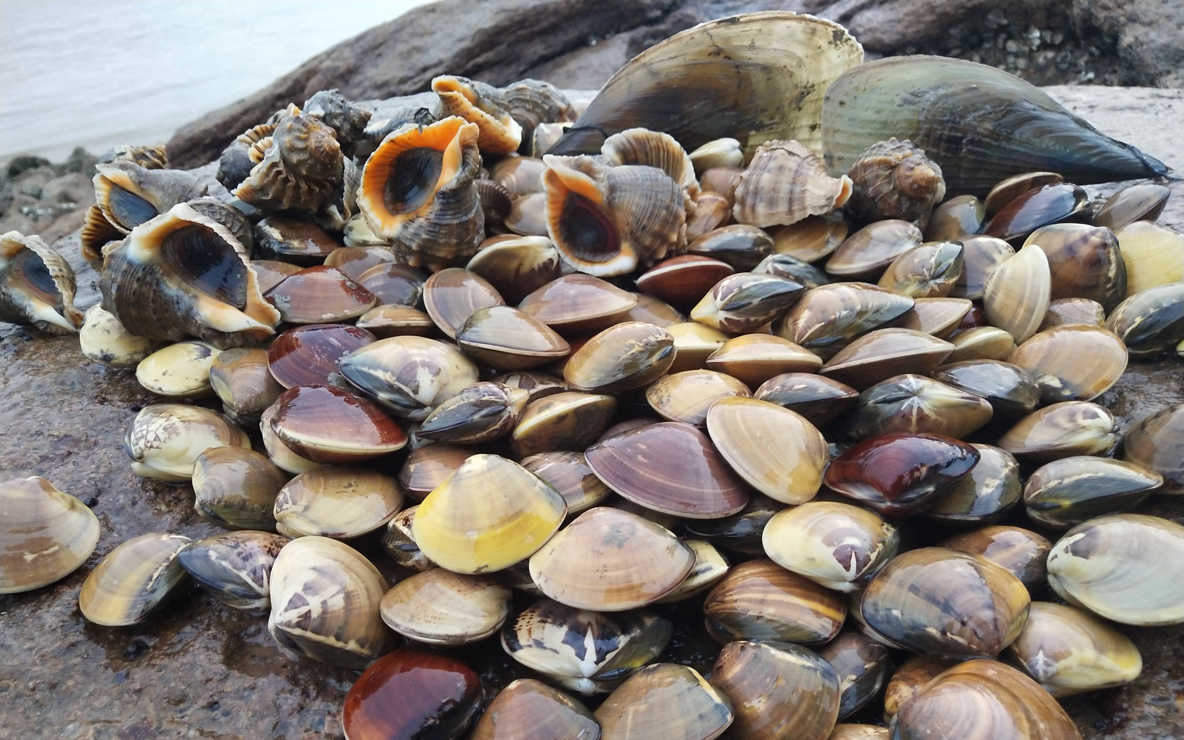 5公里海滩都是海鲜,渔民赶海到天亮,吃完海螺继续抓海鲜