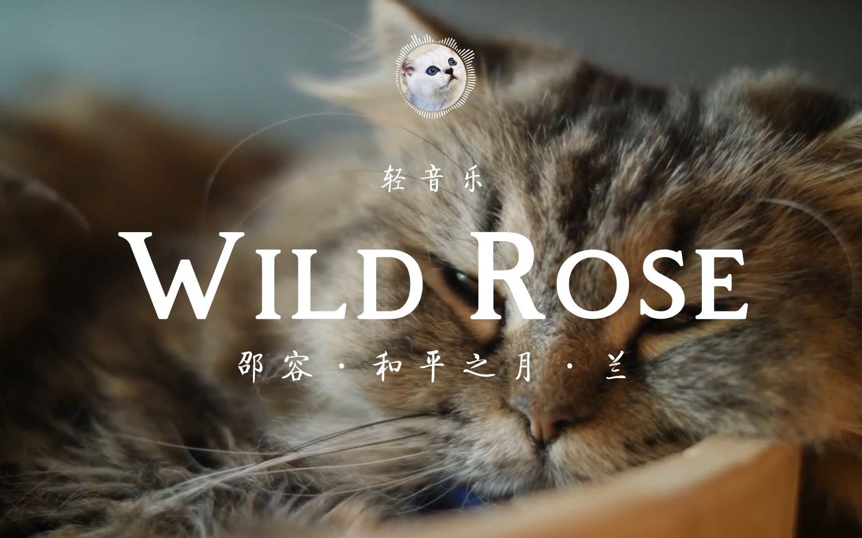 经典轻音乐:和平之月·兰·wild rose!让耳朵怀孕!4k画质!显卡收割机!