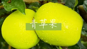 Download Video: 世界上居然还存在这样的神仙青苹果，颜值也太高了吧！！