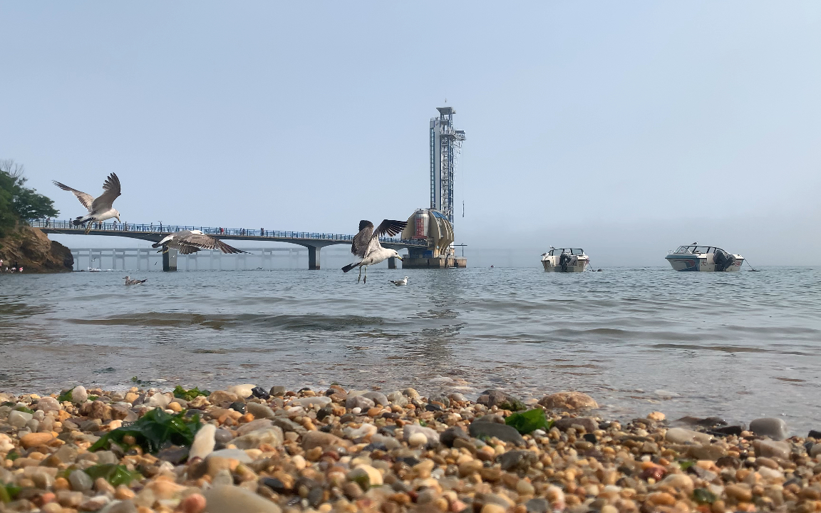 大连星海公园海滩诸多海鸥嬉戏玩耍!